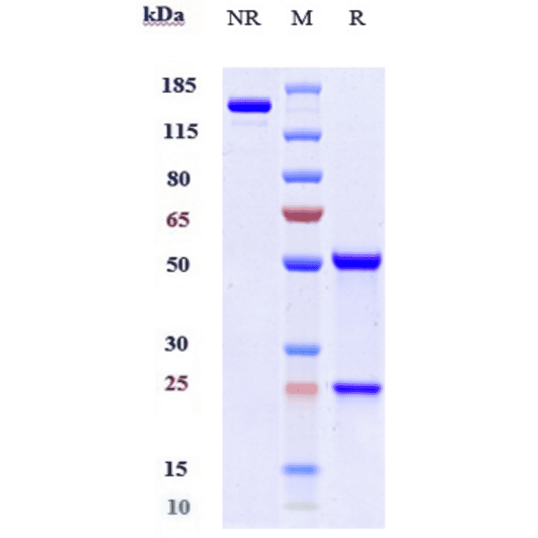 SDS-PAGE - Mavrilimumab Biosimilar - Anti-CD116 Antibody - Low endotoxin, Azide free (A323573) - Antibodies.com