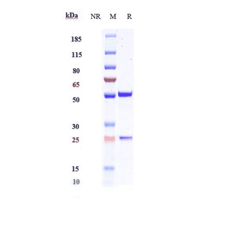 SDS-PAGE - Melrilimab Biosimilar - Anti-ST2 Antibody - Low endotoxin, Azide free (A323574) - Antibodies.com