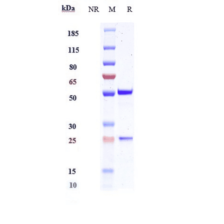 SDS-PAGE - Melrilimab Biosimilar - Anti-ST2 Antibody - Low endotoxin, Azide free (A323574) - Antibodies.com