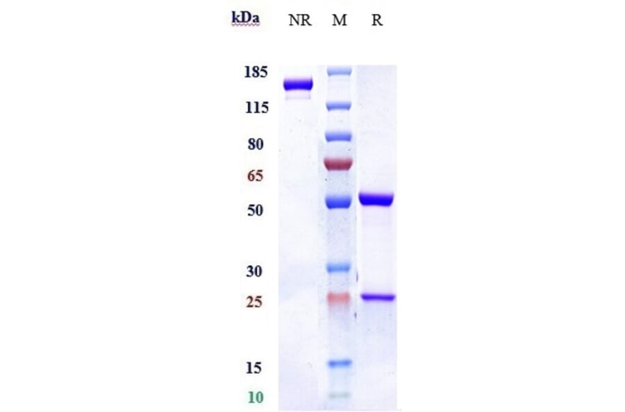 SDS-PAGE - Mepolizumab Biosimilar - Anti-IL-5 Antibody - Low endotoxin, Azide free (A323575) - Antibodies.com