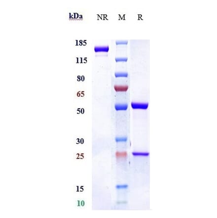 SDS-PAGE - Mepolizumab Biosimilar - Anti-IL-5 Antibody - Low endotoxin, Azide free (A323575) - Antibodies.com