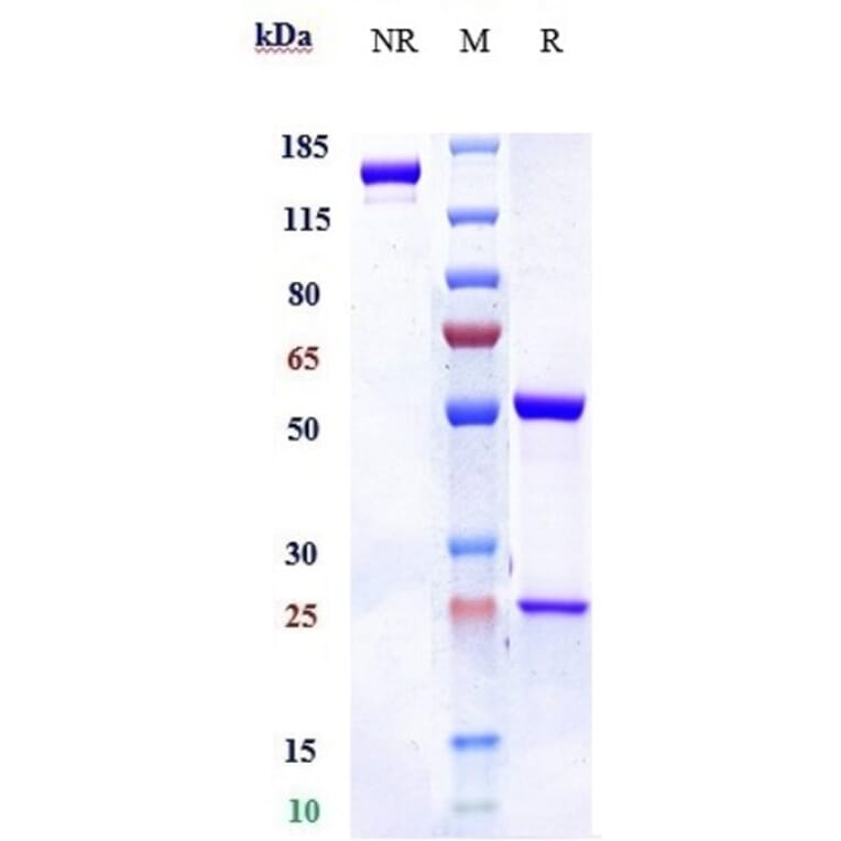 SDS-PAGE - Mepolizumab Biosimilar - Anti-IL-5 Antibody - Low endotoxin, Azide free (A323575) - Antibodies.com