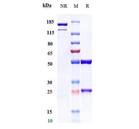 SDS-PAGE - Mezagitamab Biosimilar - Anti-CD38 Antibody - Low endotoxin, Azide free (A323576) - Antibodies.com