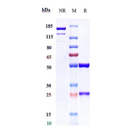 SDS-PAGE - Mezagitamab Biosimilar - Anti-CD38 Antibody - Low endotoxin, Azide free (A323576) - Antibodies.com