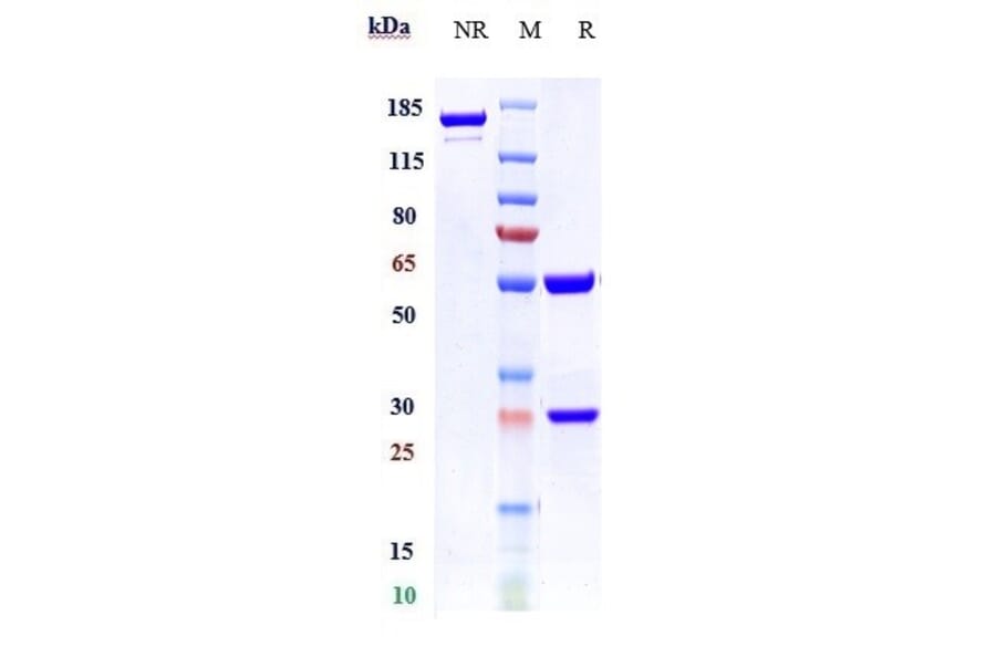 SDS-PAGE - Milatuzumab Biosimilar - Anti-CD74 Antibody - Low endotoxin, Azide free (A323578) - Antibodies.com
