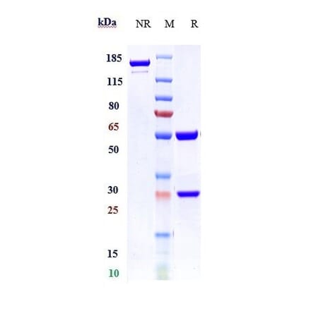 SDS-PAGE - Milatuzumab Biosimilar - Anti-CD74 Antibody - Low endotoxin, Azide free (A323578) - Antibodies.com