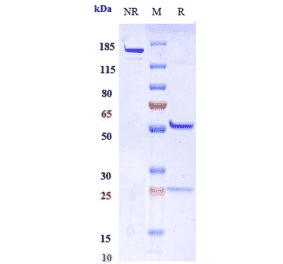 SDS-PAGE - Miptenalimab Biosimilar - Anti-LAG-3 Antibody - Low endotoxin, Azide free (A323580) - Antibodies.com