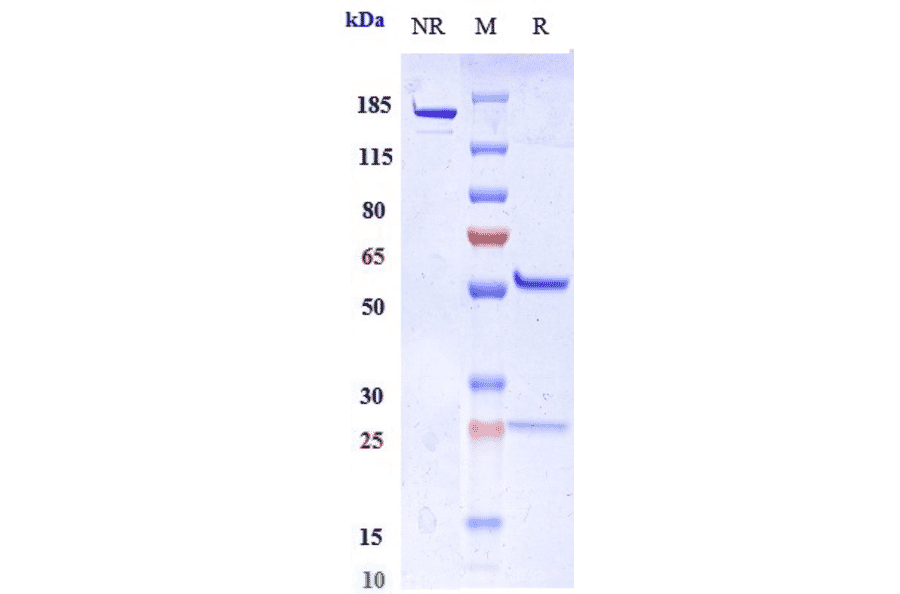 SDS-PAGE - Miptenalimab Biosimilar - Anti-LAG-3 Antibody - Low endotoxin, Azide free (A323580) - Antibodies.com