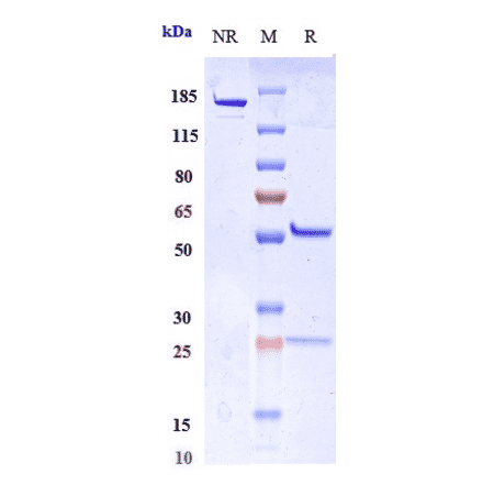 SDS-PAGE - Miptenalimab Biosimilar - Anti-LAG-3 Antibody - Low endotoxin, Azide free (A323580) - Antibodies.com