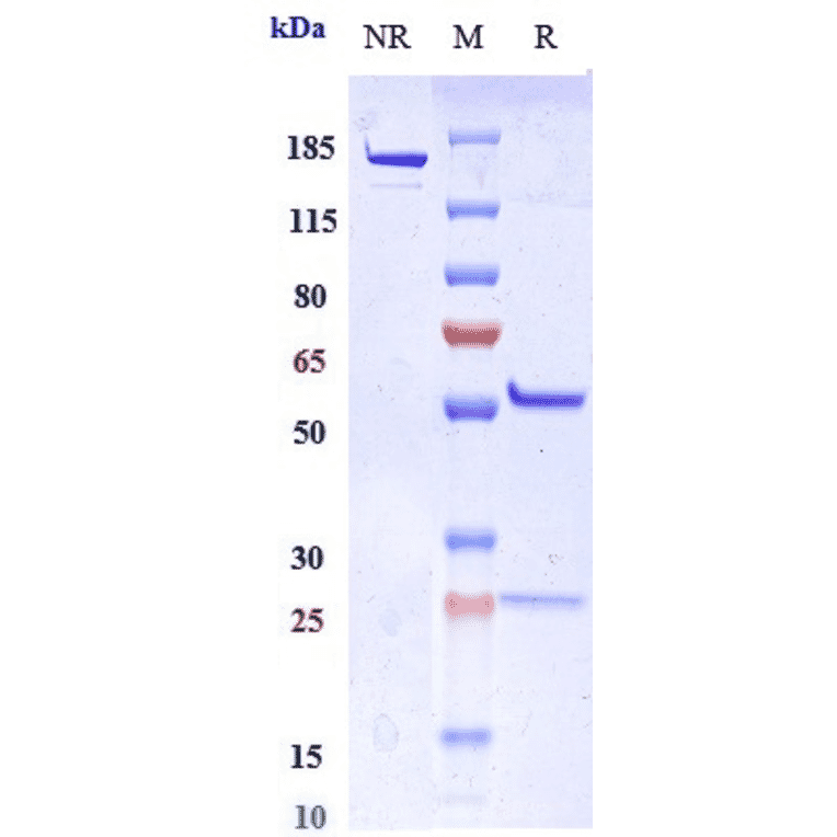 SDS-PAGE - Miptenalimab Biosimilar - Anti-LAG-3 Antibody - Low endotoxin, Azide free (A323580) - Antibodies.com