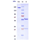 SDS-PAGE - Miptenalimab Biosimilar - Anti-LAG-3 Antibody - Low endotoxin, Azide free (A323580) - Antibodies.com