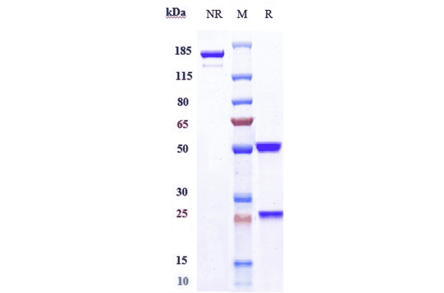 SDS-PAGE - Mirvetuximab Biosimilar - Anti-Folate Binding Protein/FBP Antibody - Low endotoxin, Azide free (A323583) - Antibodies.com