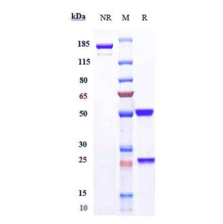 SDS-PAGE - Mirvetuximab Biosimilar - Anti-Folate Binding Protein/FBP Antibody - Low endotoxin, Azide free (A323583) - Antibodies.com