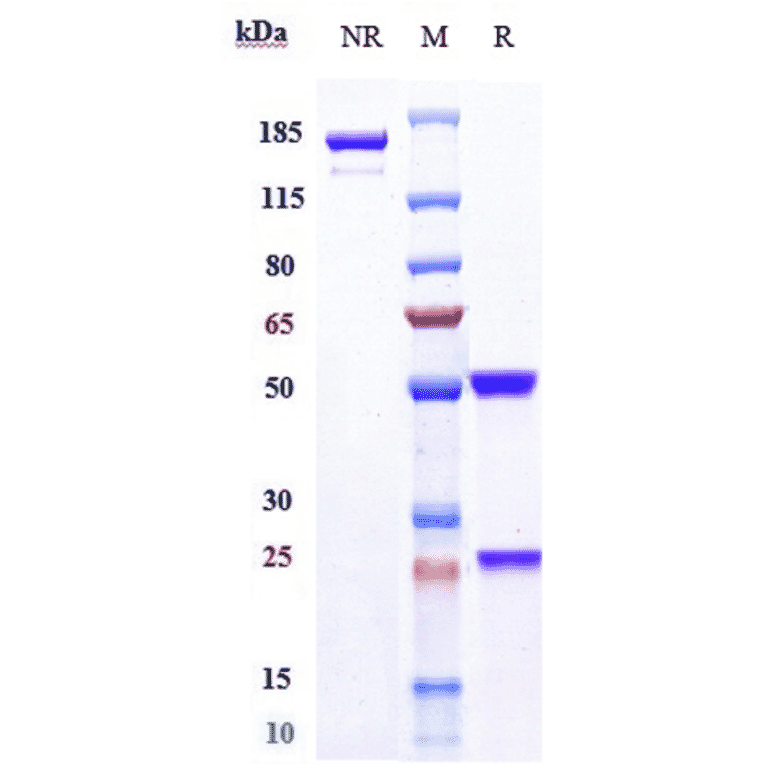 SDS-PAGE - Mirvetuximab Biosimilar - Anti-Folate Binding Protein/FBP Antibody - Low endotoxin, Azide free (A323583) - Antibodies.com