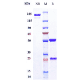 SDS-PAGE - Mirvetuximab Biosimilar - Anti-Folate Binding Protein/FBP Antibody - Low endotoxin, Azide free (A323583) - Antibodies.com
