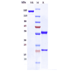 SDS-PAGE - Mirzotamab Biosimilar - Anti-CD276 Antibody - Low endotoxin, Azide free (A323584) - Antibodies.com
