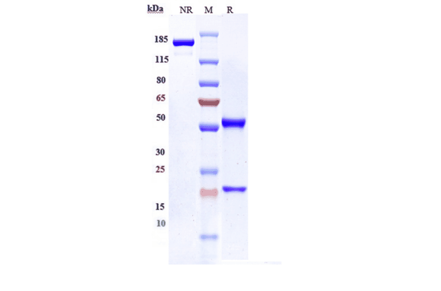 SDS-PAGE - Mirzotamab Biosimilar - Anti-CD276 Antibody - Low endotoxin, Azide free (A323584) - Antibodies.com