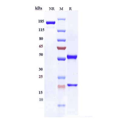 SDS-PAGE - Mirzotamab Biosimilar - Anti-CD276 Antibody - Low endotoxin, Azide free (A323584) - Antibodies.com