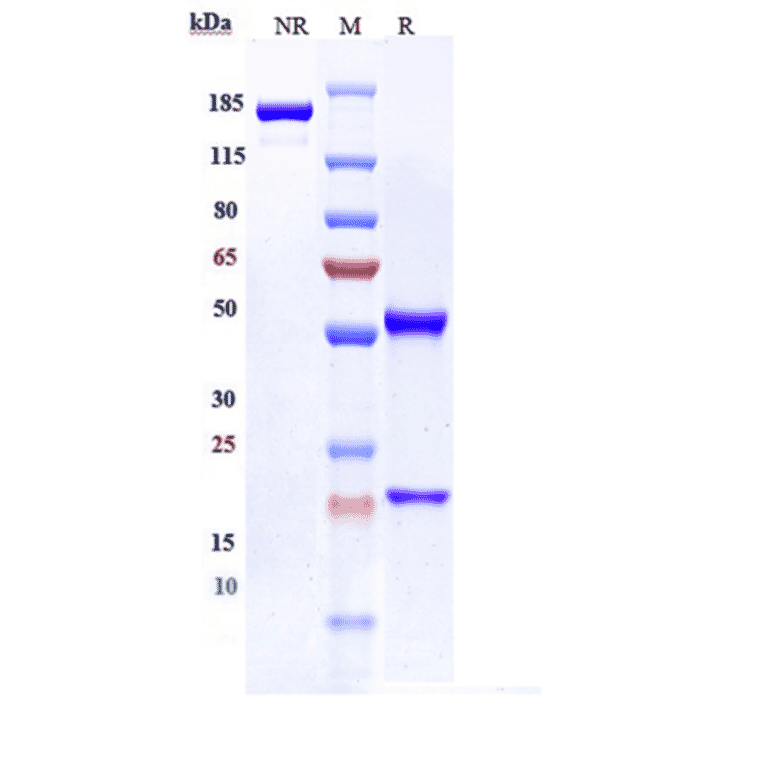 SDS-PAGE - Mirzotamab Biosimilar - Anti-CD276 Antibody - Low endotoxin, Azide free (A323584) - Antibodies.com