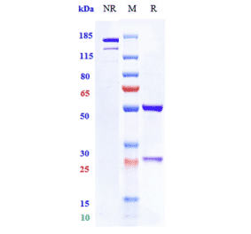 SDS-PAGE - Mitazalimab Biosimilar - Anti-CD40 Antibody - Low endotoxin, Azide free (A323585) - Antibodies.com