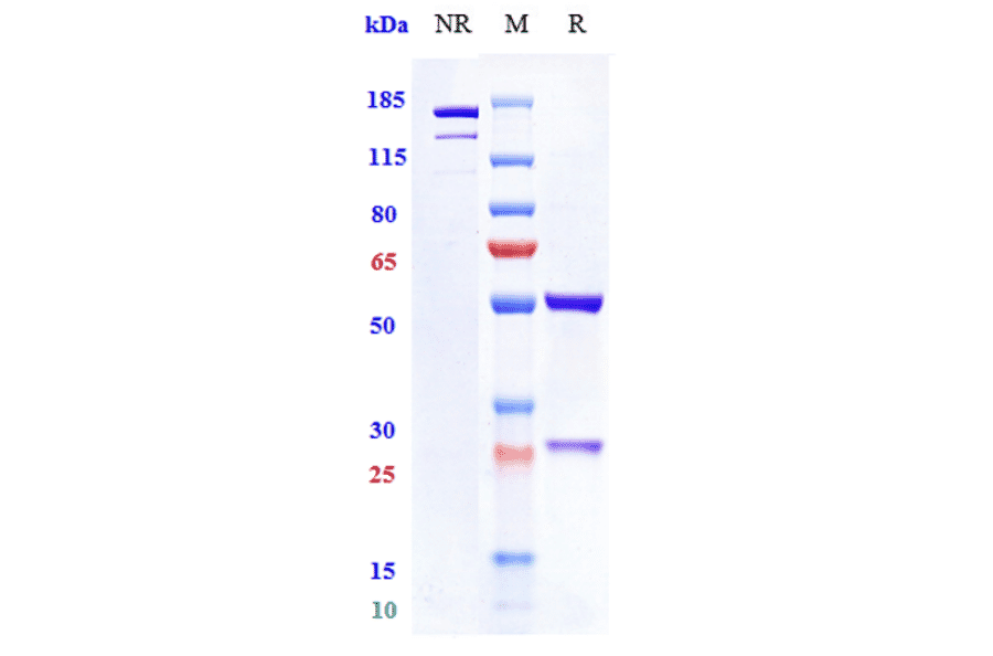 SDS-PAGE - Mitazalimab Biosimilar - Anti-CD40 Antibody - Low endotoxin, Azide free (A323585) - Antibodies.com