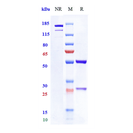 SDS-PAGE - Mitazalimab Biosimilar - Anti-CD40 Antibody - Low endotoxin, Azide free (A323585) - Antibodies.com