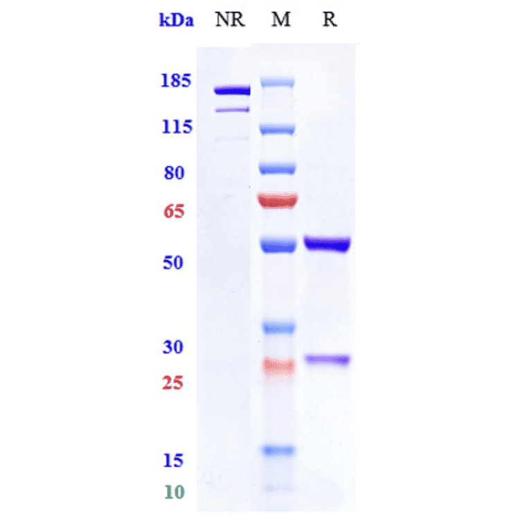 SDS-PAGE - Mitazalimab Biosimilar - Anti-CD40 Antibody - Low endotoxin, Azide free (A323585) - Antibodies.com