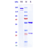 SDS-PAGE - Mitazalimab Biosimilar - Anti-CD40 Antibody - Low endotoxin, Azide free (A323585) - Antibodies.com