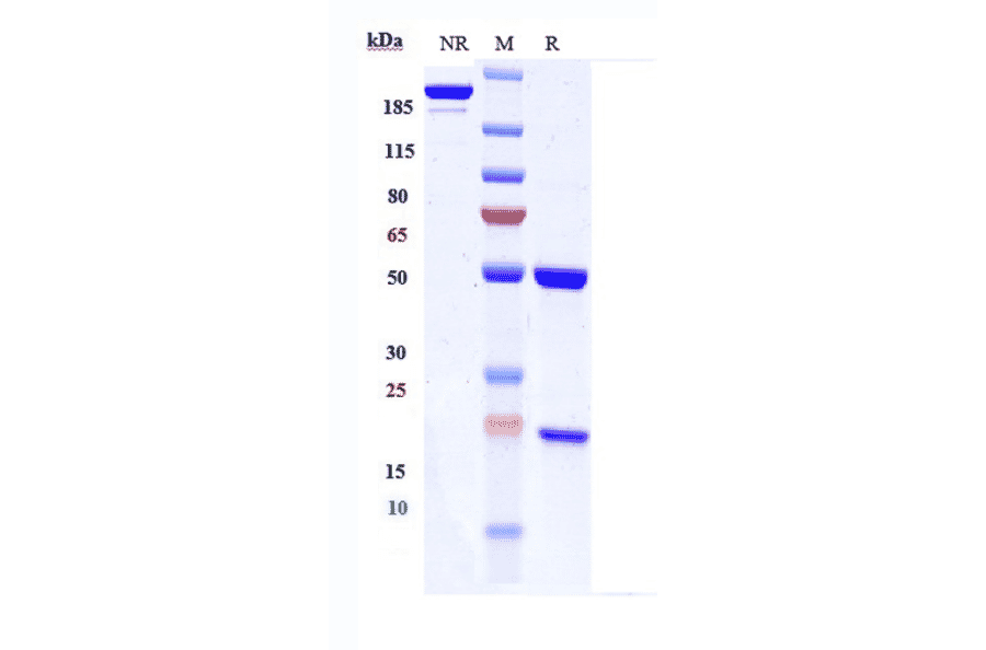 SDS-PAGE - Modotuximab Biosimilar - Anti-EGFR Antibody - Low endotoxin, Azide free (A323586) - Antibodies.com