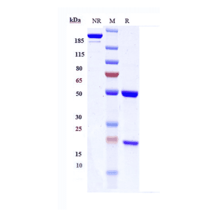 SDS-PAGE - Modotuximab Biosimilar - Anti-EGFR Antibody - Low endotoxin, Azide free (A323586) - Antibodies.com