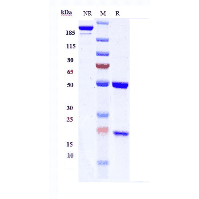 SDS-PAGE - Modotuximab Biosimilar - Anti-EGFR Antibody - Low endotoxin, Azide free (A323586) - Antibodies.com