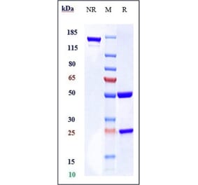 SDS-PAGE - Mogamulizumab Biosimilar - Anti-CCR4 Antibody - Low endotoxin, Azide free (A323587) - Antibodies.com