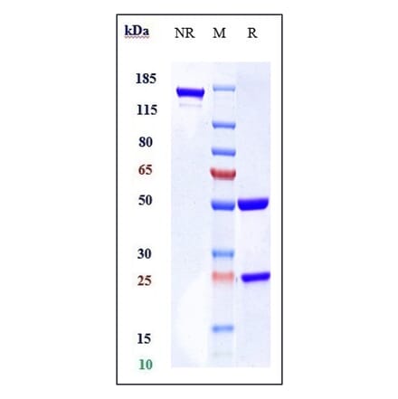 SDS-PAGE - Mogamulizumab Biosimilar - Anti-CCR4 Antibody - Low endotoxin, Azide free (A323587) - Antibodies.com