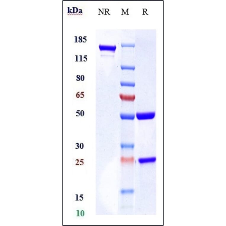 SDS-PAGE - Mogamulizumab Biosimilar - Anti-CCR4 Antibody - Low endotoxin, Azide free (A323587) - Antibodies.com