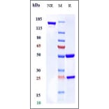 SDS-PAGE - Mogamulizumab Biosimilar - Anti-CCR4 Antibody - Low endotoxin, Azide free (A323587) - Antibodies.com