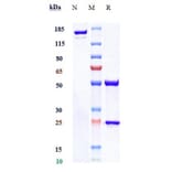 SDS-PAGE - Monalizumab Biosimilar - Anti-NKG2A Antibody - Low endotoxin, Azide free (A323588) - Antibodies.com