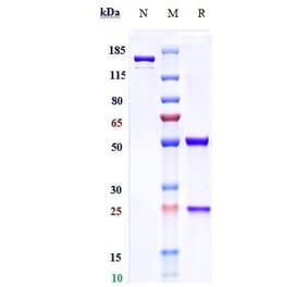 SDS-PAGE - Motavizumab Biosimilar - Anti-Respiratory Syncytial Virus Fusion (F) Glycoprotein Antibody - Low endotoxin, Azide free (A323589) - Antibodies.com