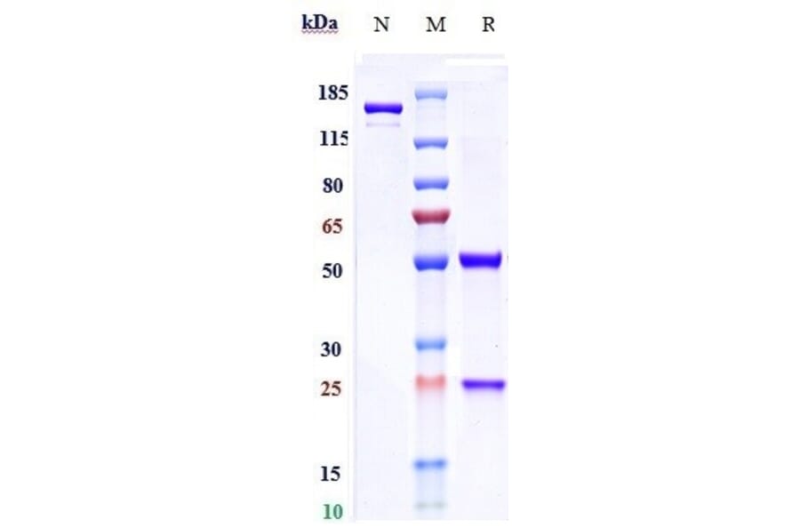 SDS-PAGE - Motavizumab Biosimilar - Anti-Respiratory Syncytial Virus Fusion (F) Glycoprotein Antibody - Low endotoxin, Azide free (A323589) - Antibodies.com
