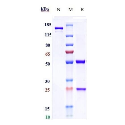 SDS-PAGE - Motavizumab Biosimilar - Anti-Respiratory Syncytial Virus Fusion (F) Glycoprotein Antibody - Low endotoxin, Azide free (A323589) - Antibodies.com