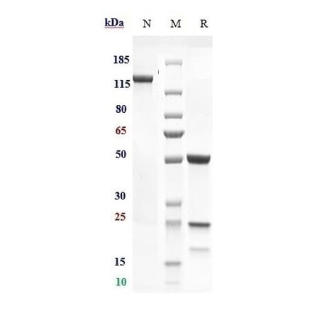 SDS-PAGE - Murlentamab Biosimilar - Anti-AMHR2 Antibody - Low endotoxin, Azide free (A323592) - Antibodies.com