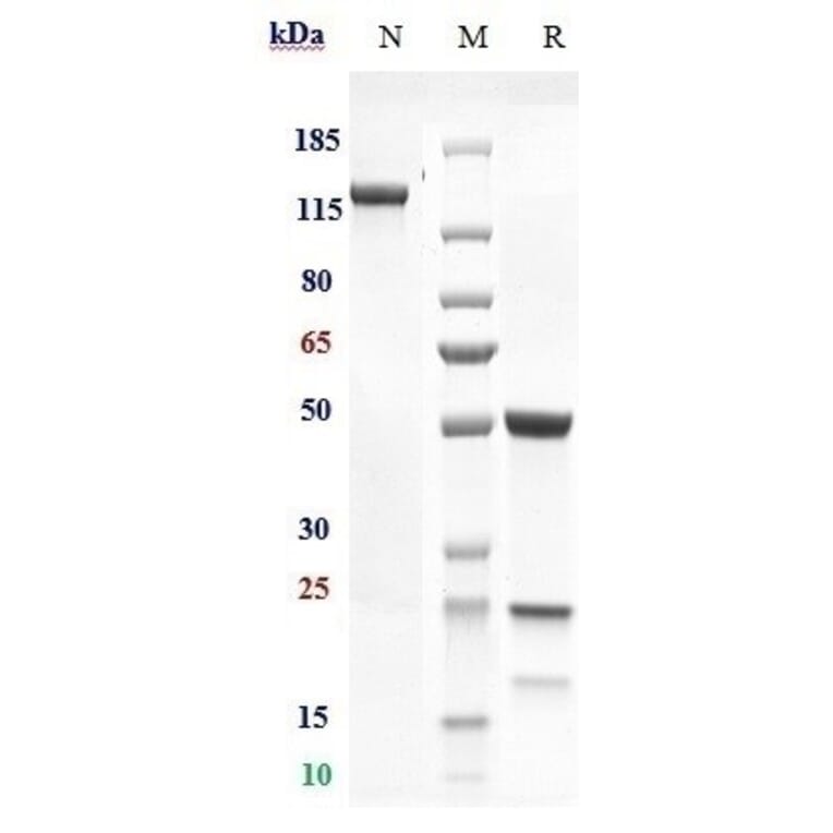 SDS-PAGE - Murlentamab Biosimilar - Anti-AMHR2 Antibody - Low endotoxin, Azide free (A323592) - Antibodies.com