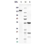 SDS-PAGE - Murlentamab Biosimilar - Anti-AMHR2 Antibody - Low endotoxin, Azide free (A323592) - Antibodies.com