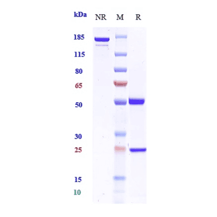 SDS-PAGE - Namilumab Biosimilar - Anti-GM-CSF Antibody - Low endotoxin, Azide free (A323594) - Antibodies.com