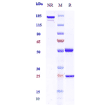 SDS-PAGE - Namilumab Biosimilar - Anti-GM-CSF Antibody - Low endotoxin, Azide free (A323594) - Antibodies.com