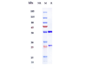 SDS-PAGE - Naptumomab Biosimilar - Anti-5T4 Antibody - Low endotoxin, Azide free (A323595) - Antibodies.com