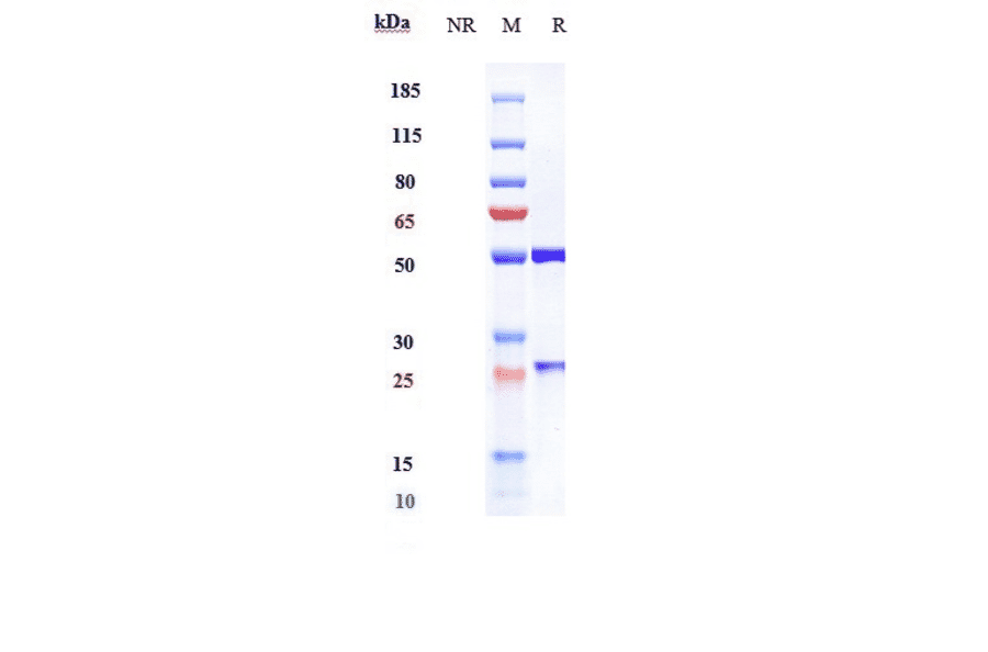 SDS-PAGE - Naptumomab Biosimilar - Anti-5T4 Antibody - Low endotoxin, Azide free (A323595) - Antibodies.com