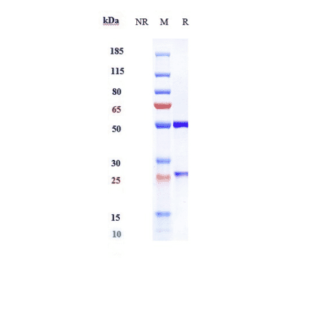 SDS-PAGE - Naptumomab Biosimilar - Anti-5T4 Antibody - Low endotoxin, Azide free (A323595) - Antibodies.com