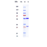 SDS-PAGE - Naptumomab Biosimilar - Anti-5T4 Antibody - Low endotoxin, Azide free (A323595) - Antibodies.com