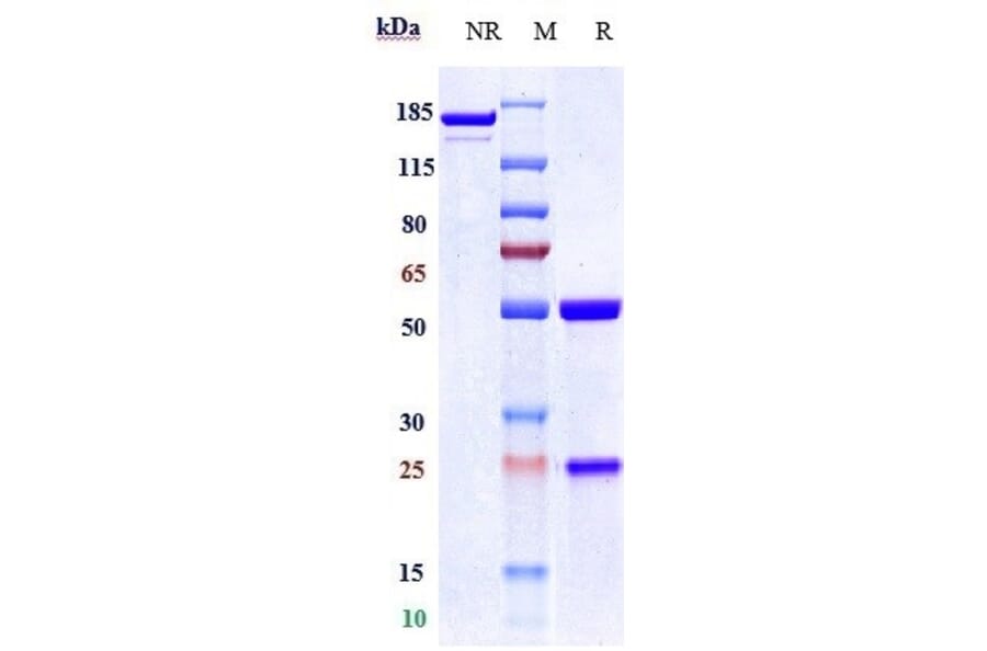 SDS-PAGE - Naratuximab Biosimilar - Anti-CD37 Antibody - Low endotoxin, Azide free (A323596) - Antibodies.com