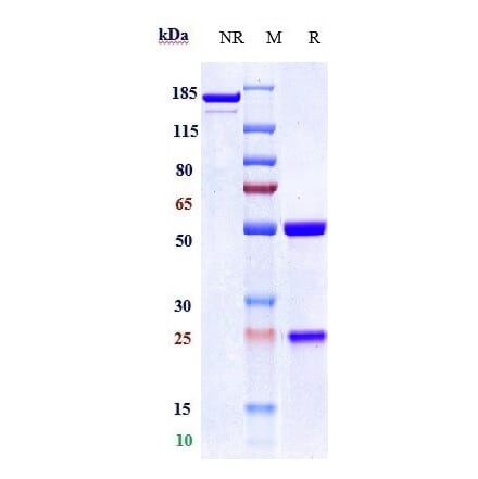 SDS-PAGE - Naratuximab Biosimilar - Anti-CD37 Antibody - Low endotoxin, Azide free (A323596) - Antibodies.com